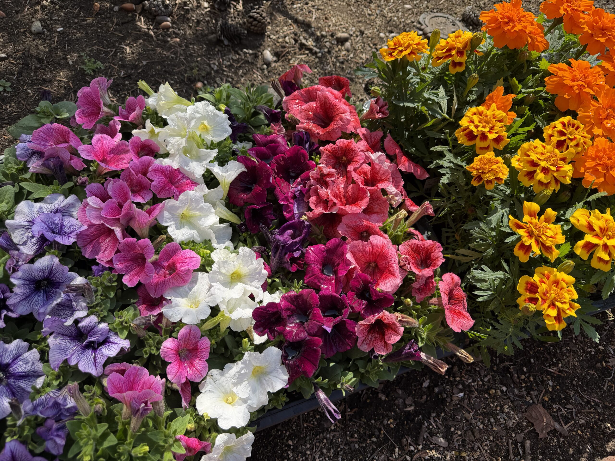 ホームページ、オープンしました！